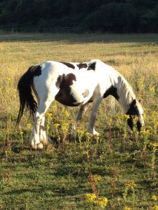 A grazing horse