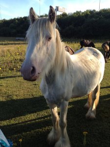 A friendly horse