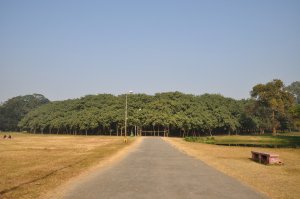 the_great_banyan_tree